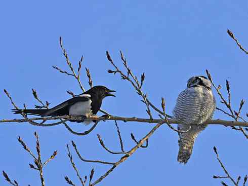 [组图]猛鸮与喜鹊的领地争夺战