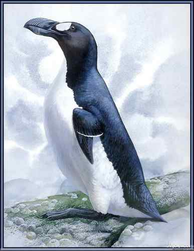 世界灭绝动物画像大全