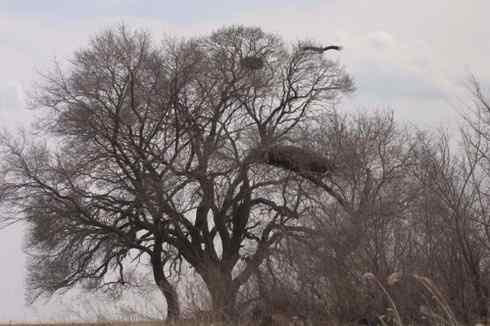大庆观鸟 东方白鹳