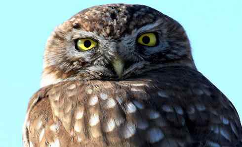 可爱的小妖精——纵纹腹小鸮 可爱的小妖精——纵纹腹小鸮