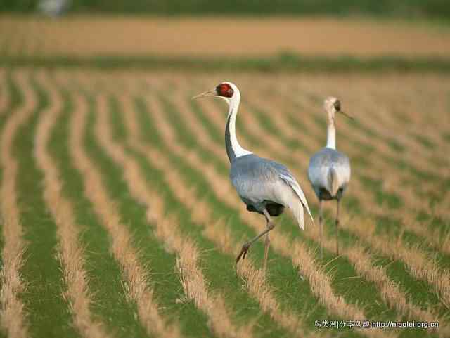 鹤类、水鸟精美摄影壁纸欣赏