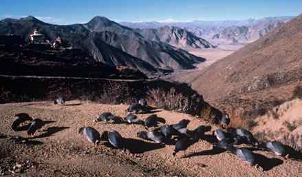 雄性藏马鸡格斗仅仅发生在不同群体