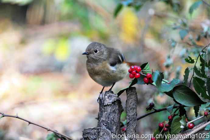 雌性北红尾鸲与红豆