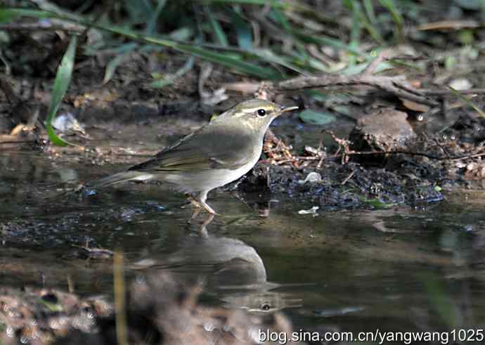 巨嘴柳莺（洗浴篇）