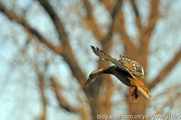降落瞬间的绿头鸭（习作）1