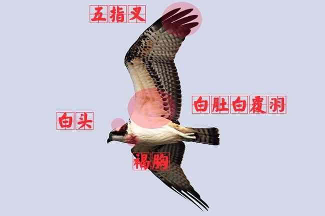 猛禽大全——中国东部地区27种迁徙类猛禽辨识