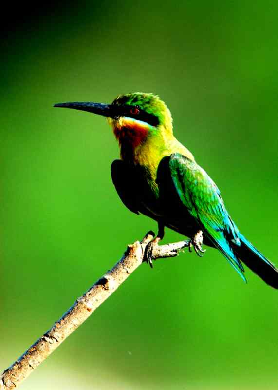 厦门·粟喉蜂虎