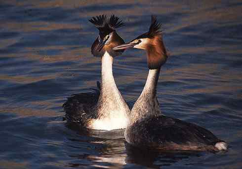 探戈舞蹈家——风头鸊鷉