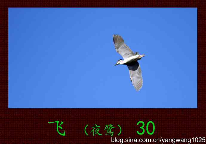 飞（夜鹭）30