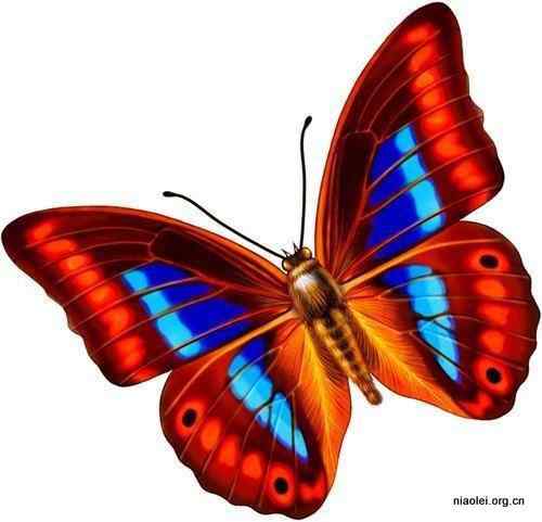 17种最美丽的蝴蝶