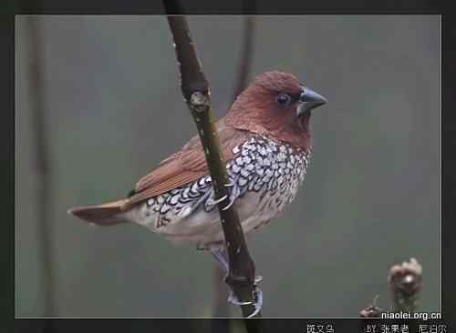 [组图]尼泊尔鸟类奇旺国家公园