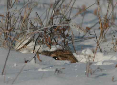 林甸的冬天——冰天雪地的鸟儿