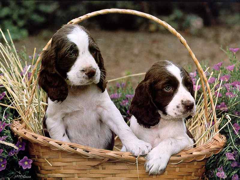 好看的动物图片(4)