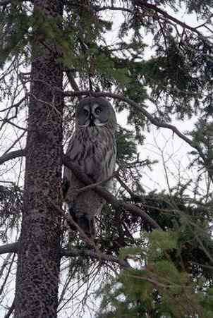[组图]乌林枭宝宝长大了