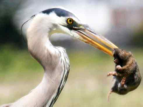 天生猎手：非猛禽类猎手之六（重量级的杀手——大型鹭鸟）