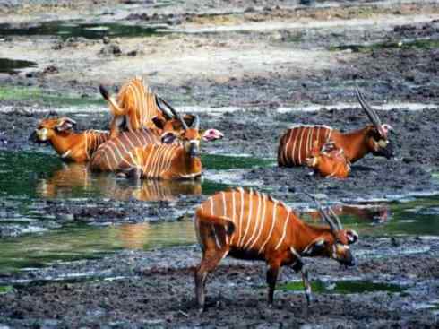 麒麟：传说的兽原型探秘（紫羚）