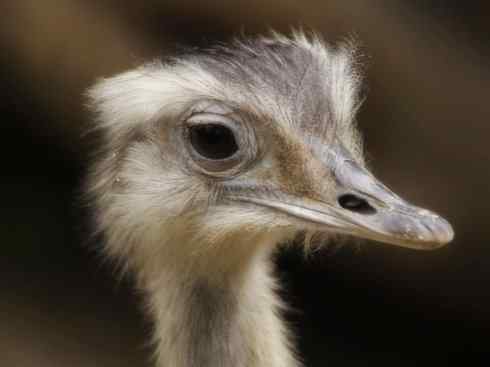 家禽驯化之源之十二 家禽驯化之源之十二