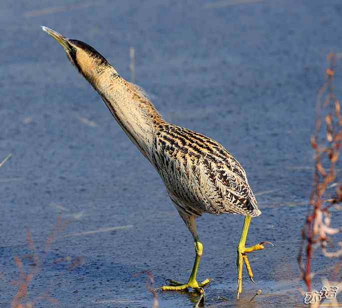 圆明园&nbsp;wbr路&nbsp;wbr大麻鳽