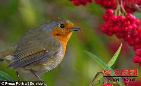 知更鸟残害同类的骇人画面 知更鸟残害同类的骇人画面