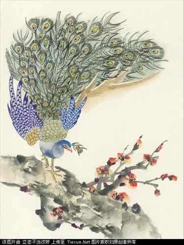 吉祥鸟图片（40P）