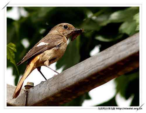 95张鸟儿嬉戏精品图集