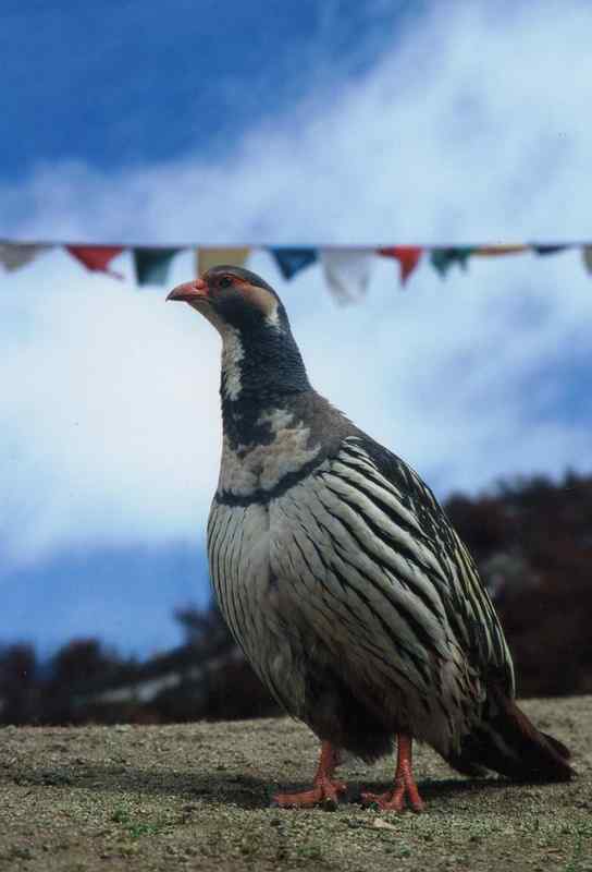 早成鸟和晚成鸟有哪些？