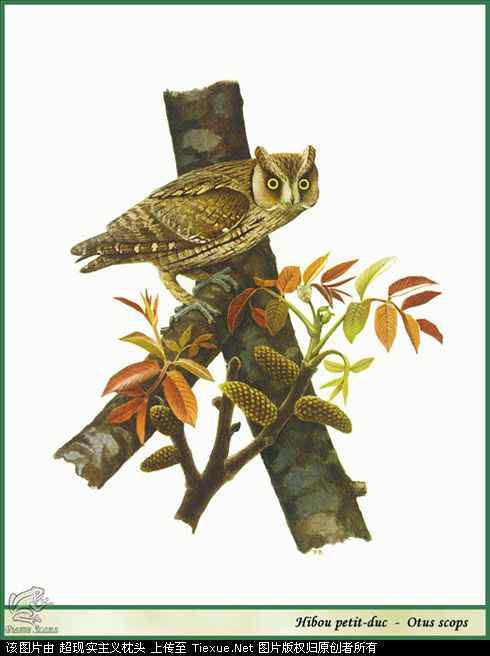 手绘画第5辑——猛禽和啄木鸟