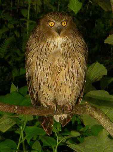 难得一见的深山隐者——毛腿渔鸮