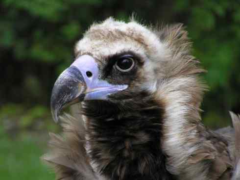 捕鼠的猛禽——看看他们的嘴