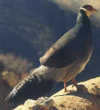 中国的马鸡:藏马鸡