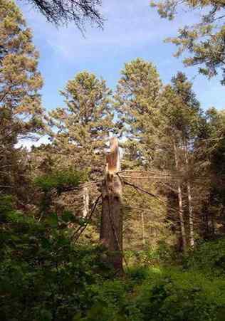 长耳鸮组图欣赏