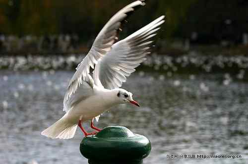 95张鸟儿嬉戏精品图集