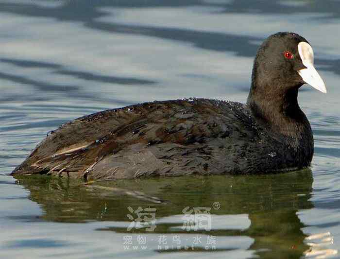 世界著名鸟类——鹤形目