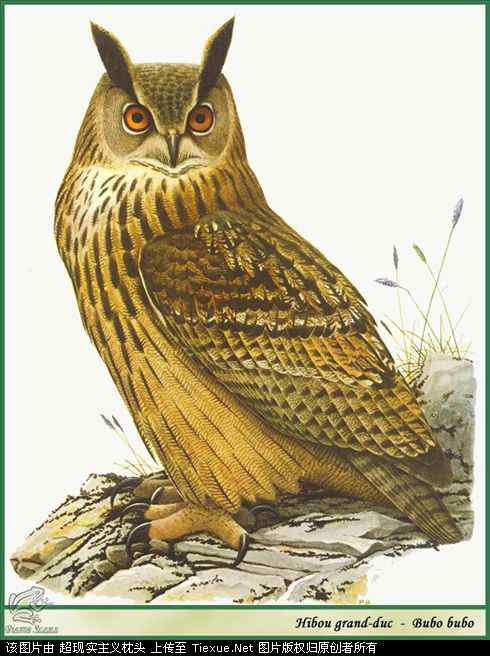 手绘画第5辑——猛禽和啄木鸟