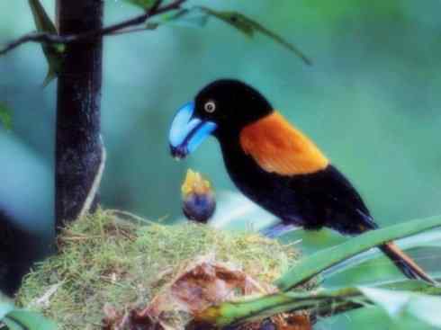 奇特的盔：盔鵙