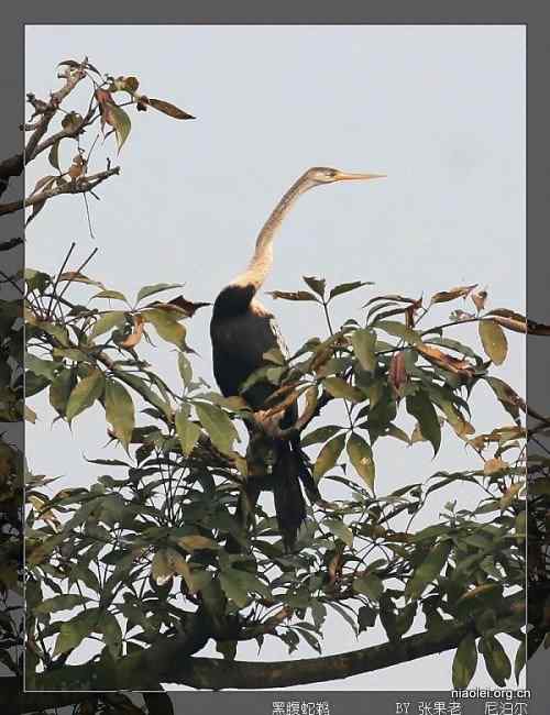 [组图]尼泊尔鸟类奇旺国家公园