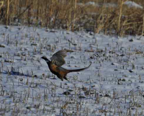 林甸的冬天——冰天雪地的鸟儿