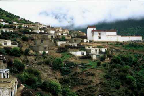 雄性藏马鸡格斗仅仅发生在不同群体