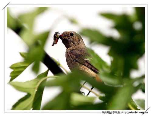 95张鸟儿嬉戏精品图集