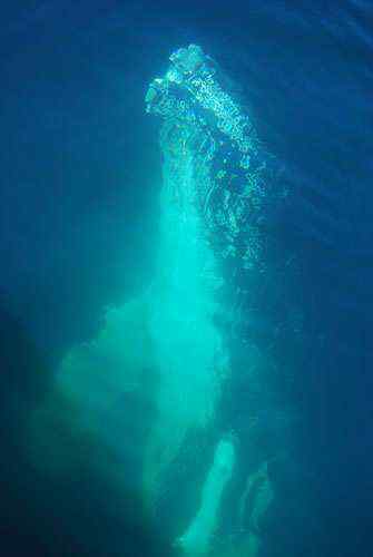 无畏的海鸥 与驼背鲸抢食