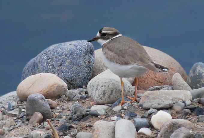 快乐打鸟 wbr wbr呼呼捏丫