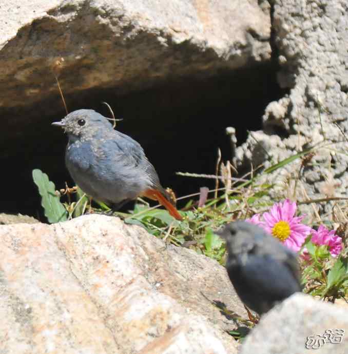 河北平山 wbr路 wbr红尾水鸲 河北平山 wbr路 wbr红尾水鸲