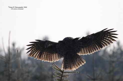 图说乌林鸮的消音器