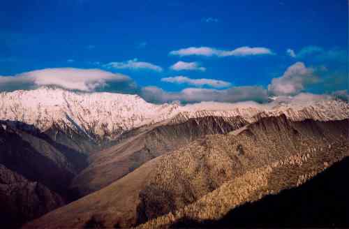雪山拜会白马鸡 雪山拜会白马鸡