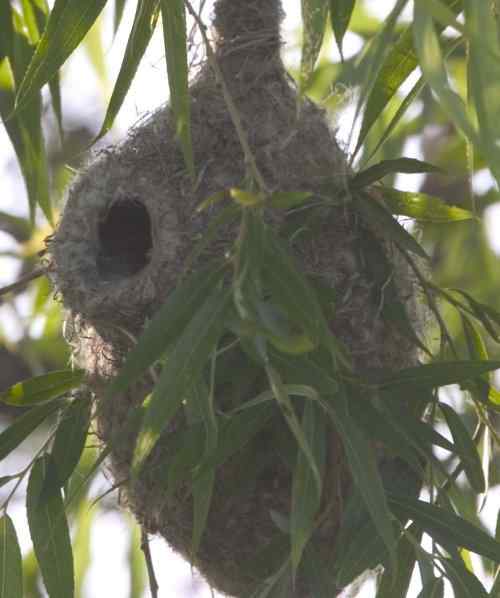 攀雀终于做了父亲