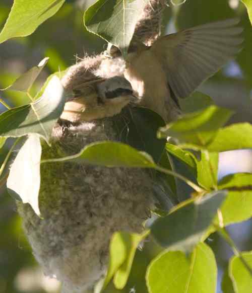 攀雀的鸭梨悬吊巢