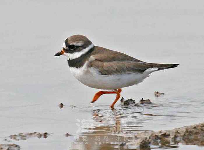 世界著名鸟类——水鸟