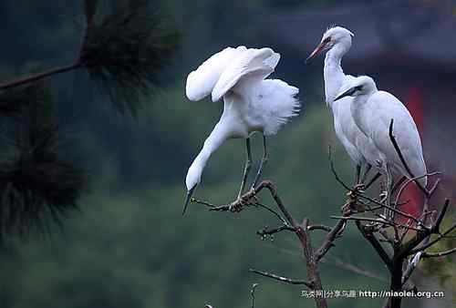 95张鸟儿嬉戏精品图集