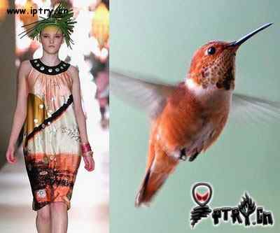 时装模特 VS 鸟儿模特