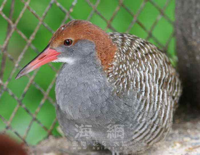 世界著名鸟类——鹤形目